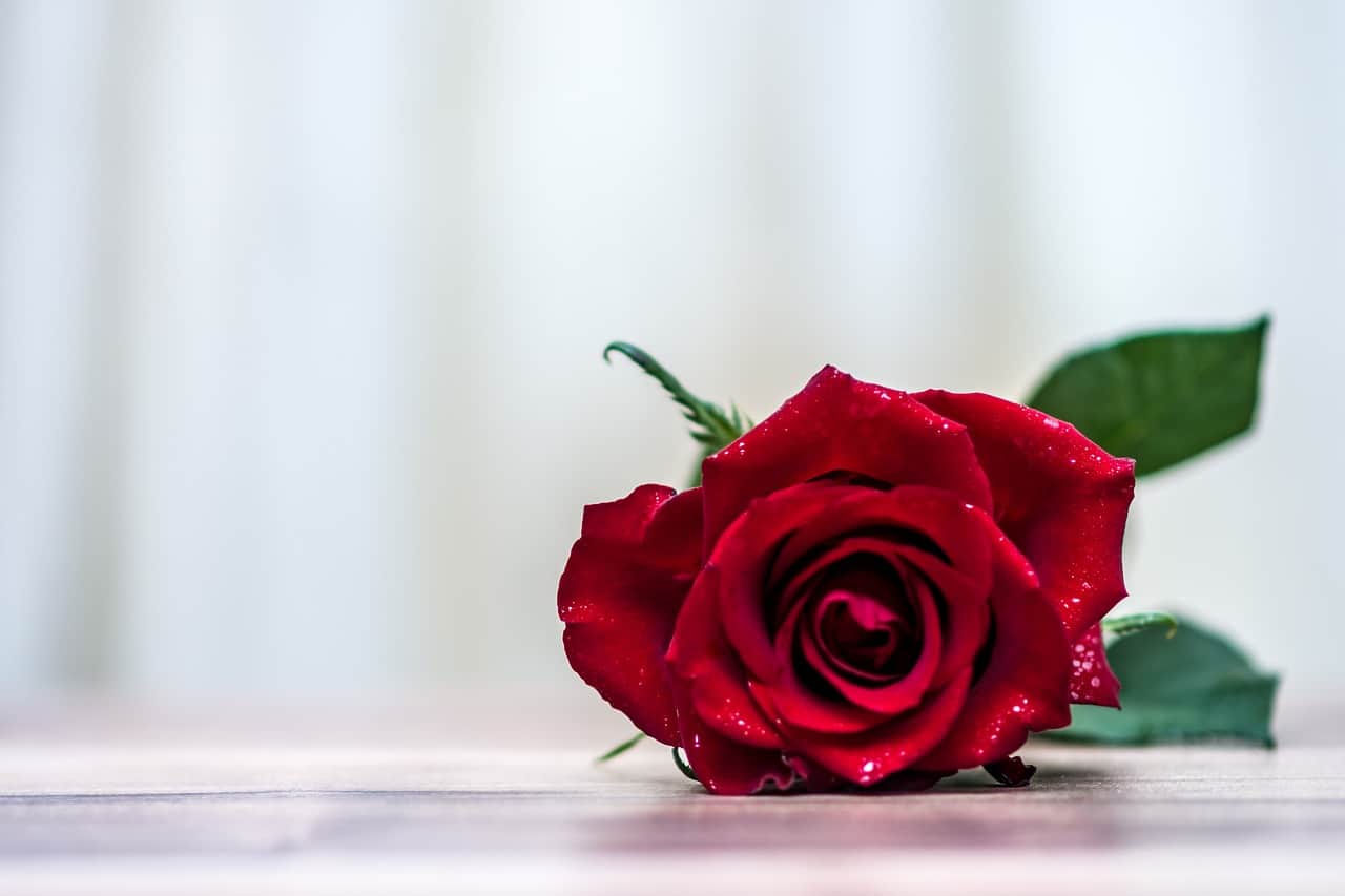 rose, flower, romantic-3192776.jpg