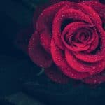 rose, red, drops-3407234.jpg