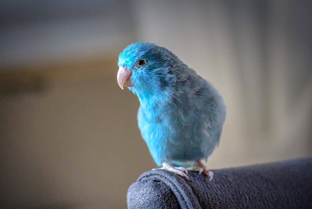 animals, parrotlet, blue-3982204.jpg